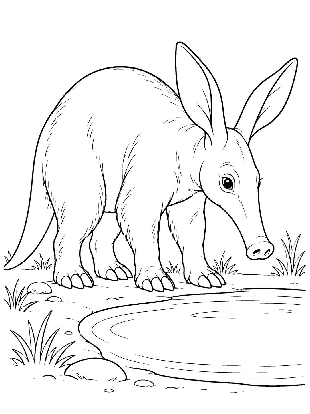 A large-eared aardvark looking toward an oval watering hole, with sparse grass and a few stones.