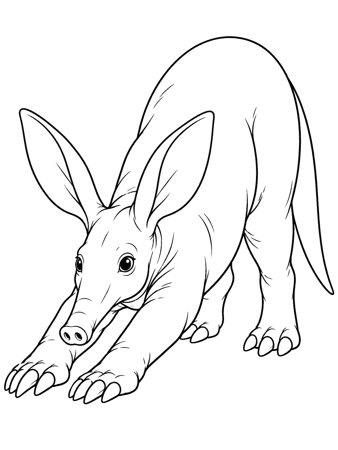 A black-and-white coloring page showing an aardvark stretching forward, with large ears, a long snout, and a tapering tail.