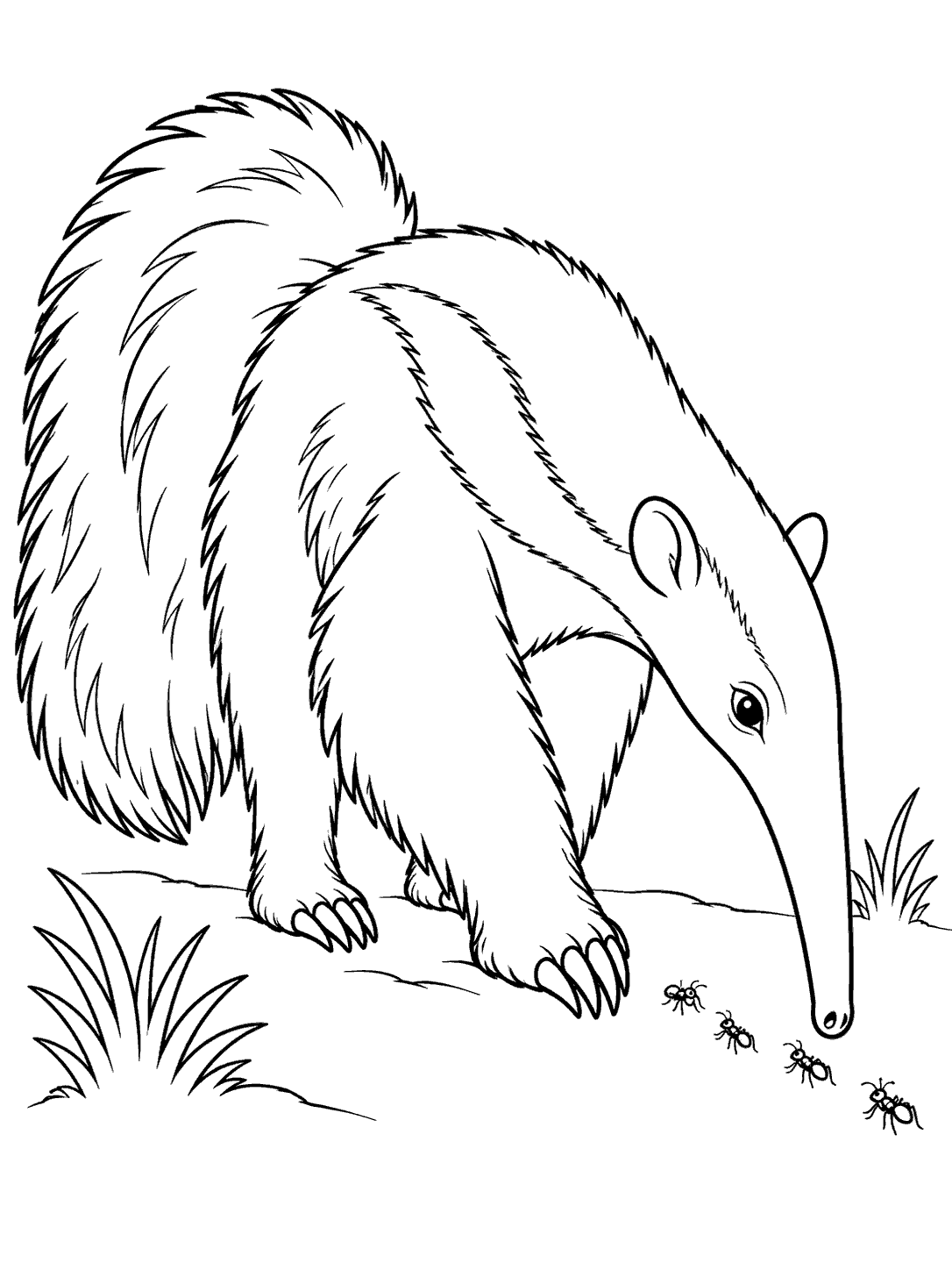 Black-and-white line art of an anteater lowering its long snout toward a curving trail of ants, with grass tufts on a white page.
