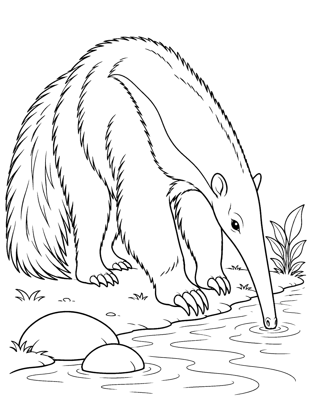 Anteater drinking beside a quiet stream coloring page