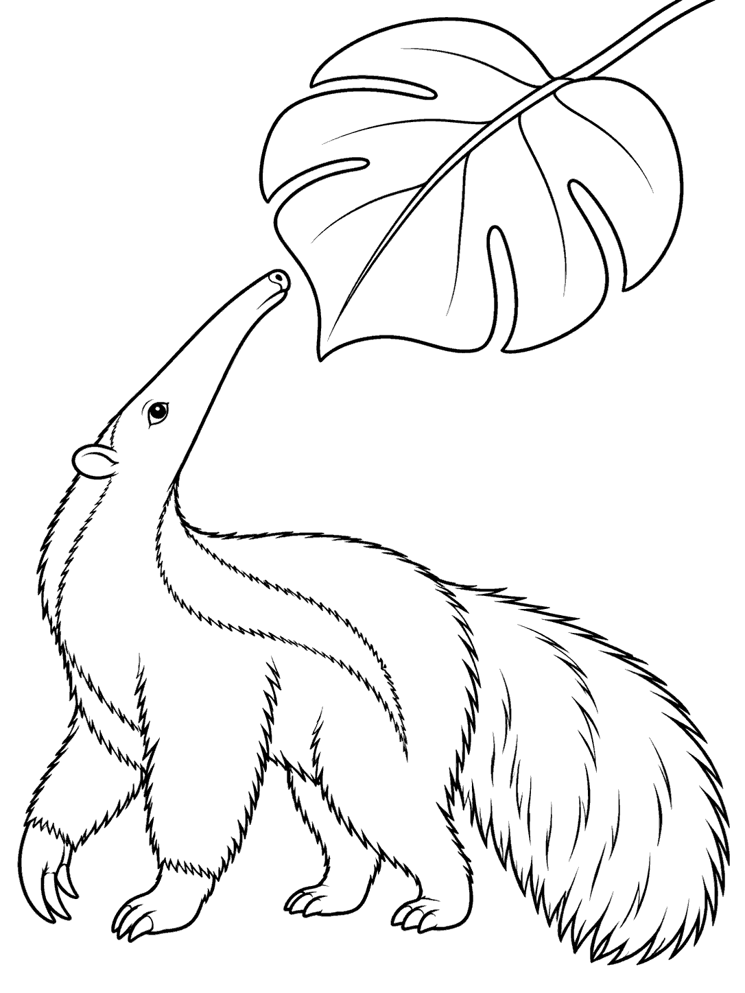 Black line-art coloring page showing a side-view giant anteater looking up at an oversized tropical leaf.