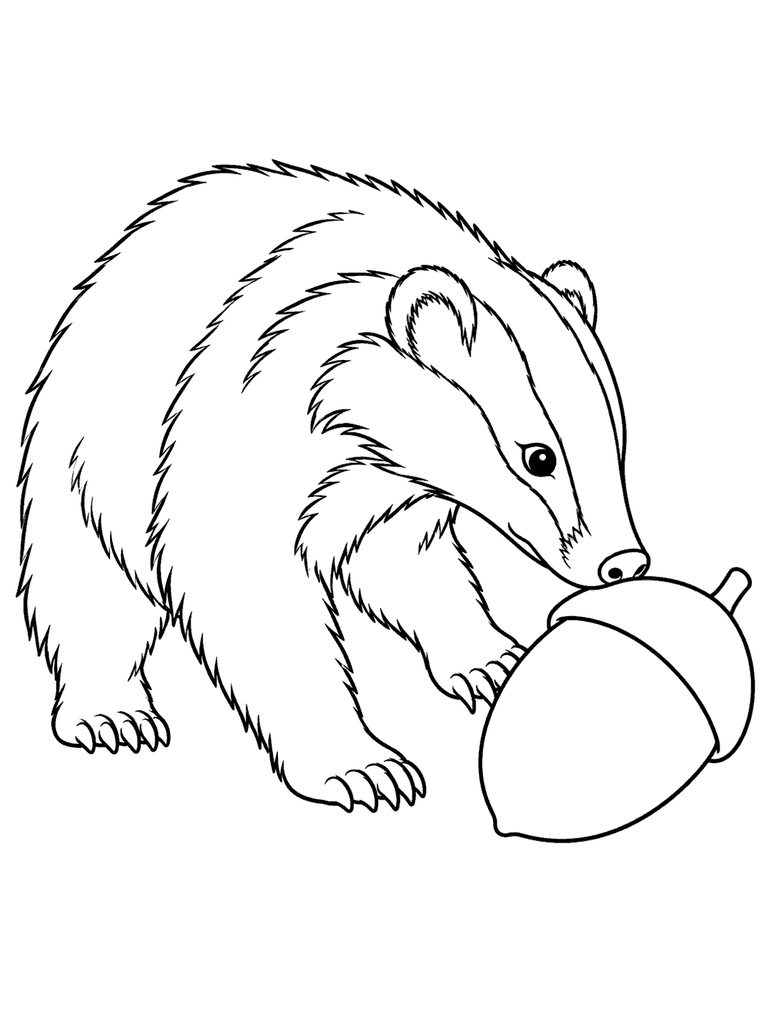 Profile badger nudging an oversized acorn