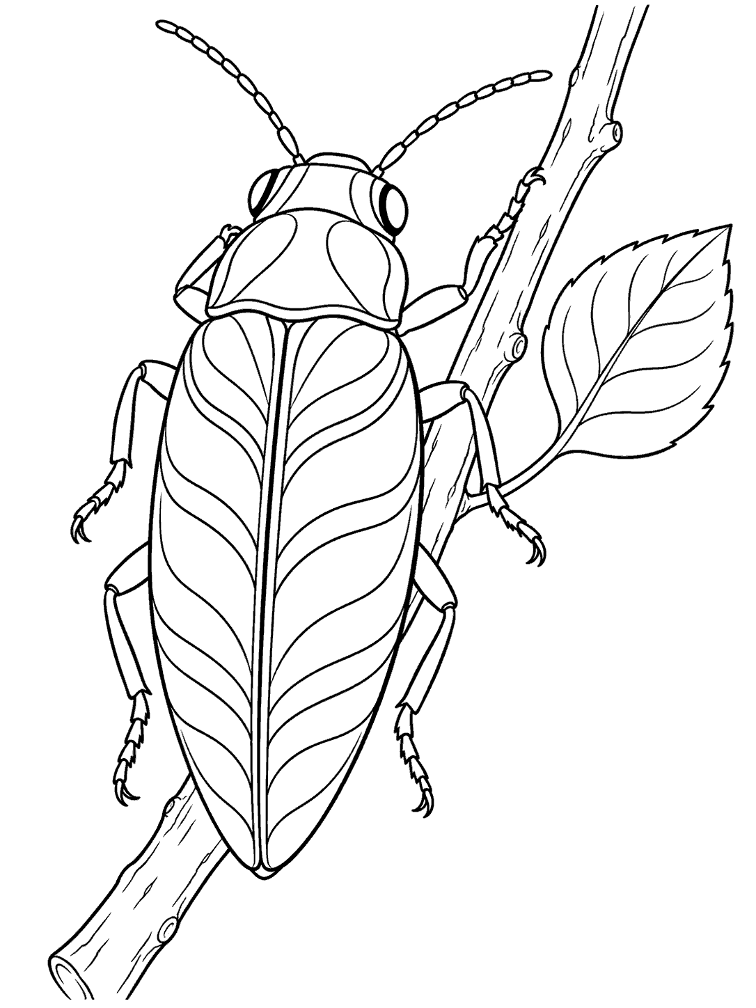 Black line-art coloring page of a large jewel beetle perched lengthwise on a twig beside a leaf.