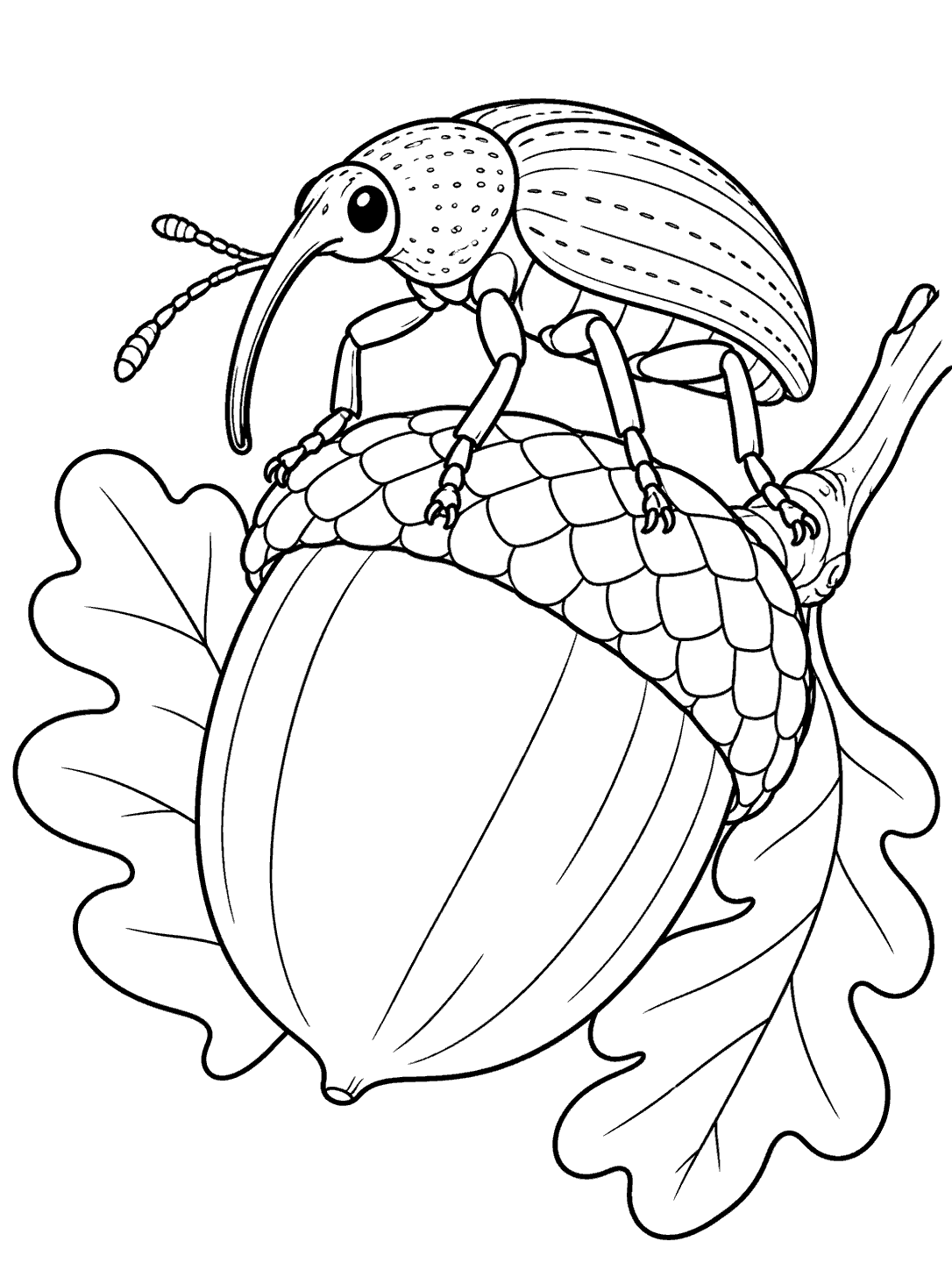 Weevil beetle perched on an acorn coloring page