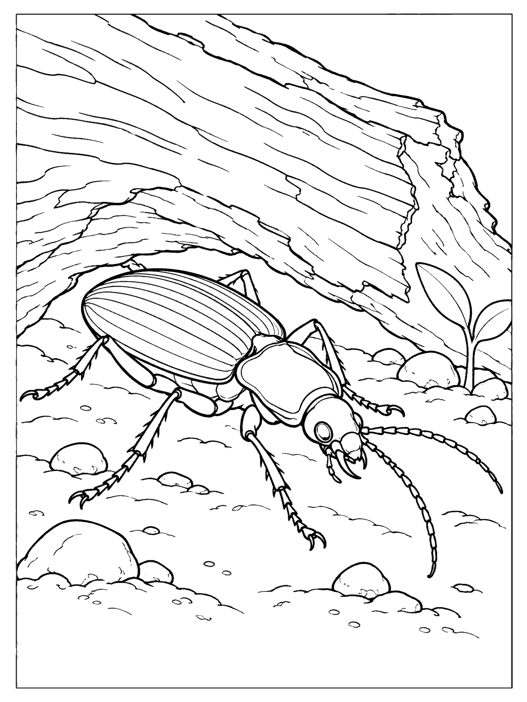 Ground beetle beneath a log coloring page