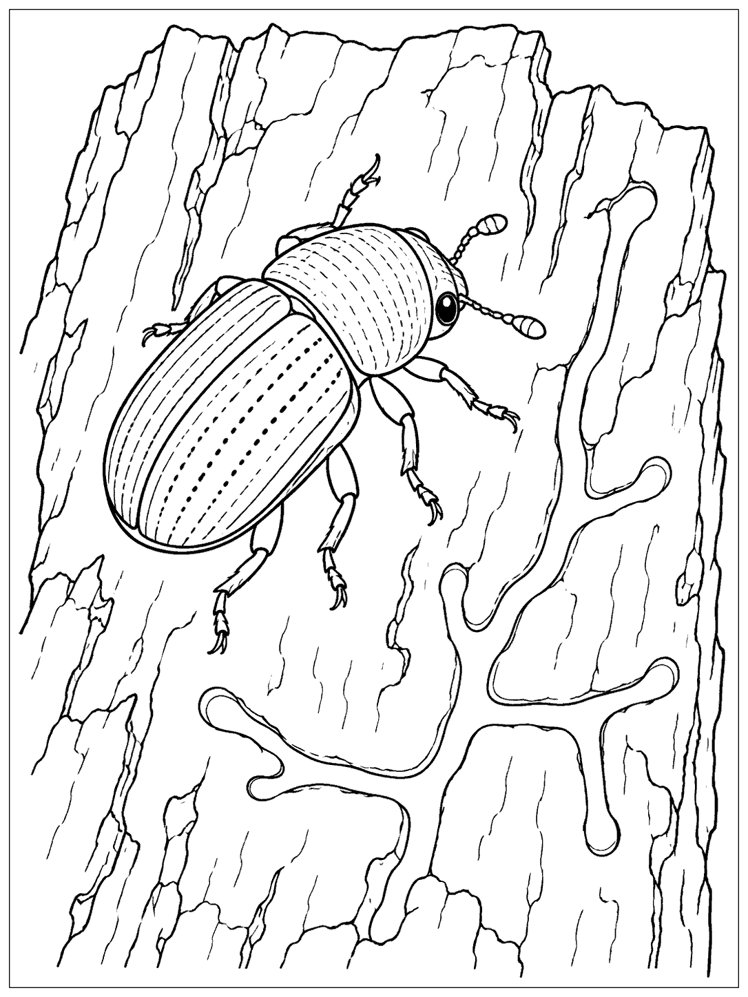 Black ink coloring page showing a beetle with six legs and antennae on tree bark beside branching tunnels.