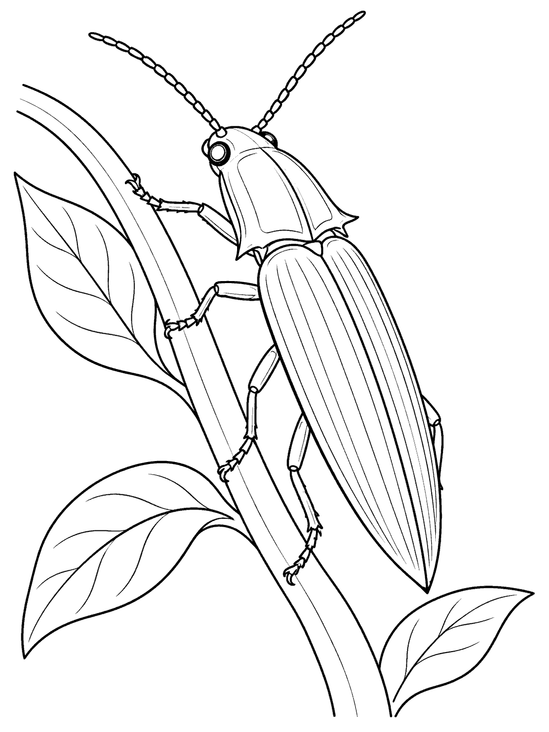 Elongated click beetle with long antennae and pointed wing covers on a leafy stem, drawn as a coloring page.