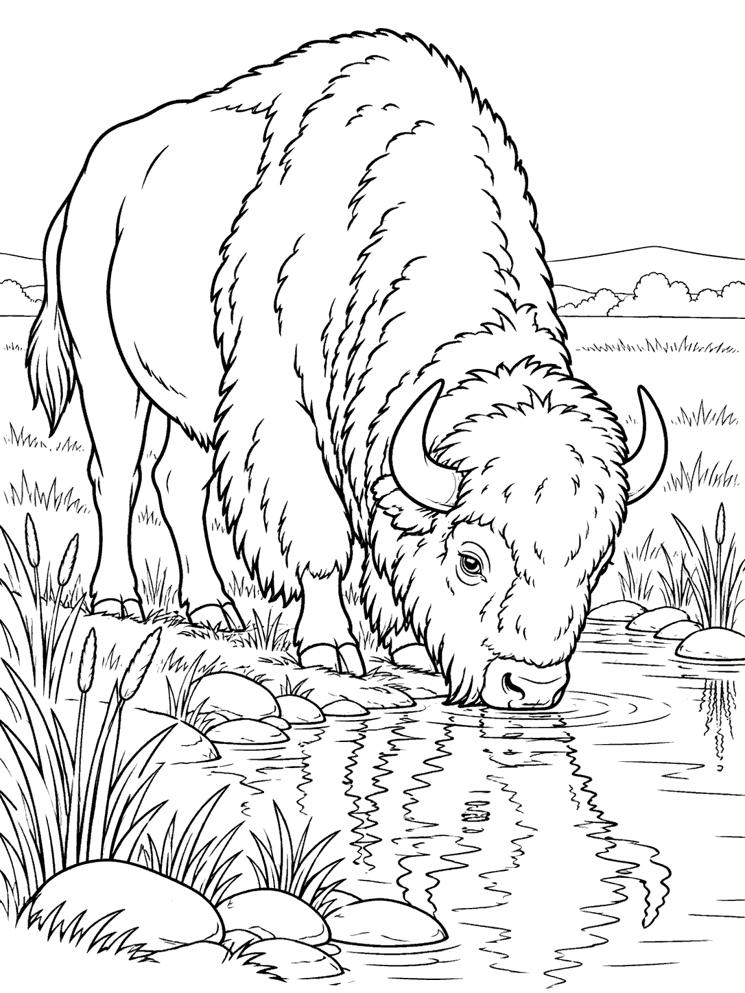 Bison lowering its head to drink beside a prairie stream, with reeds, stones, and a broken reflection, in a coloring page.