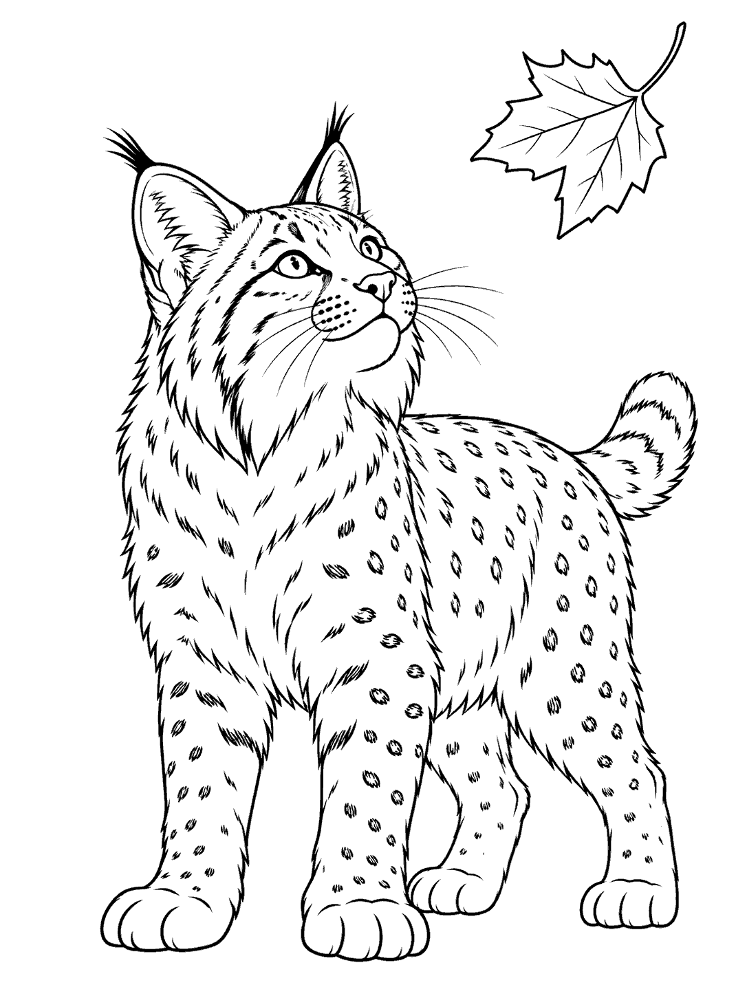 Bobcat gazing upward at a leaf coloring page
