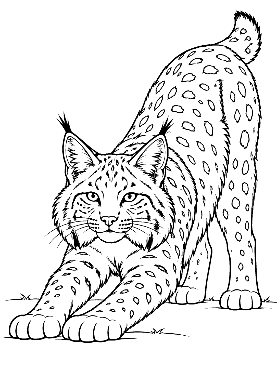 Black line art of a tufted-ear bobcat stretching forward, with its hindquarters raised and spotted coat.