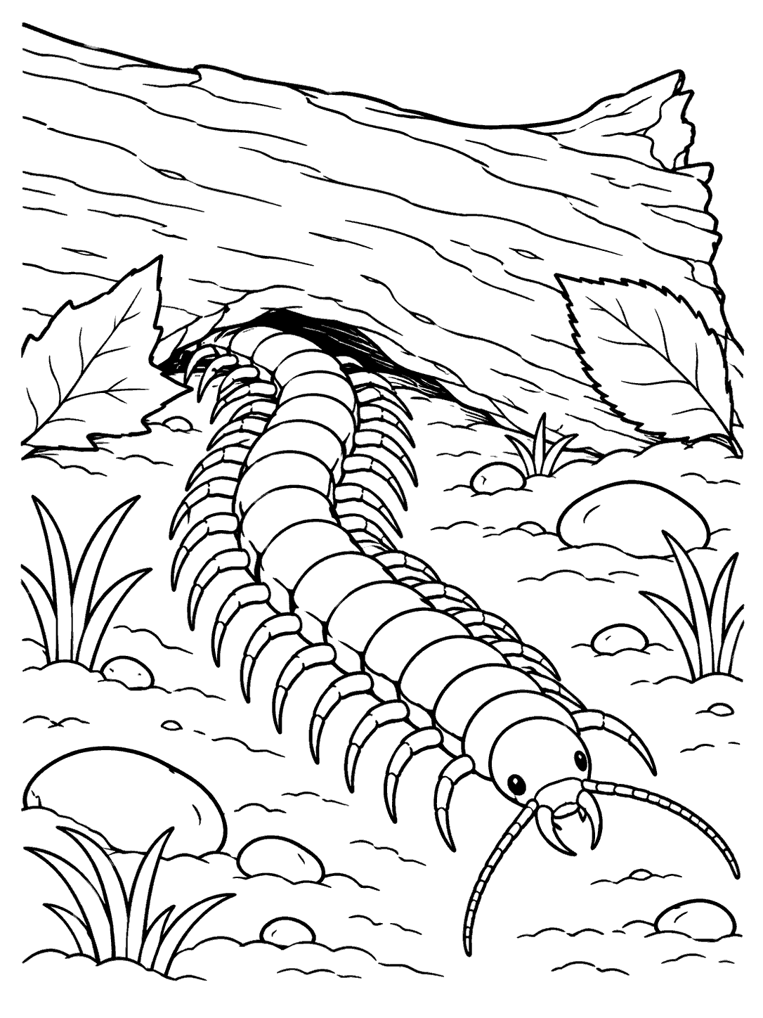 A large segmented centipede emerging from beneath a fallen log, with leaves and simple woodland ground details, in a black-and-white coloring page.