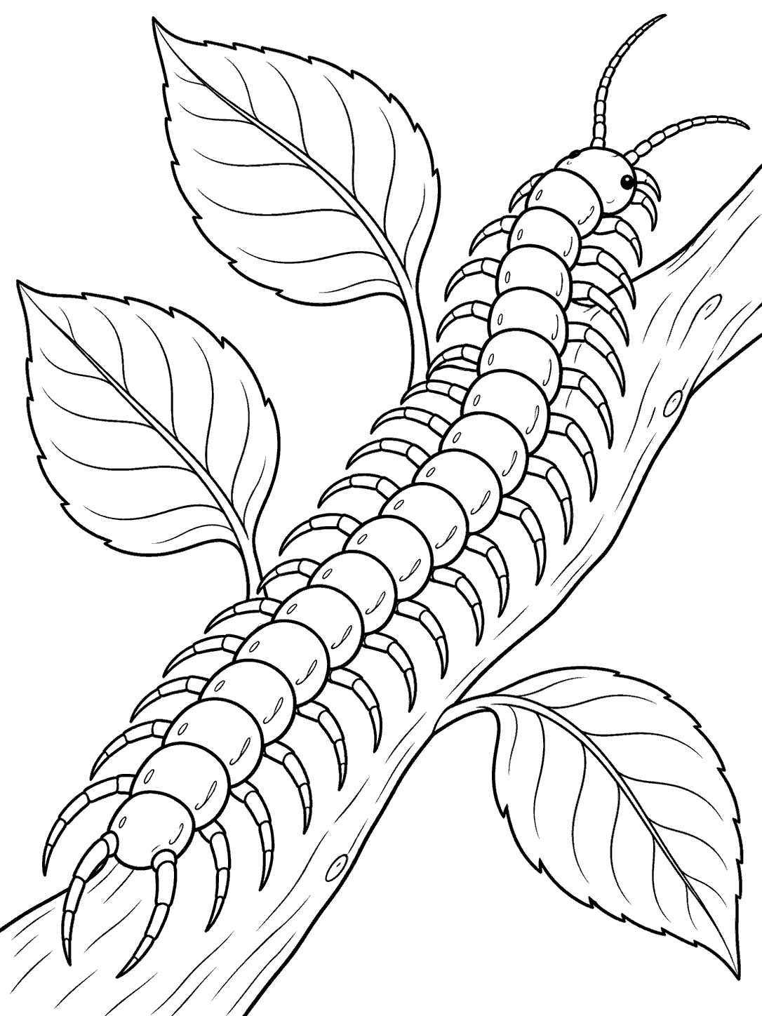 Black-and-white centipede following a curved branch with three leaves, in a printable coloring page.