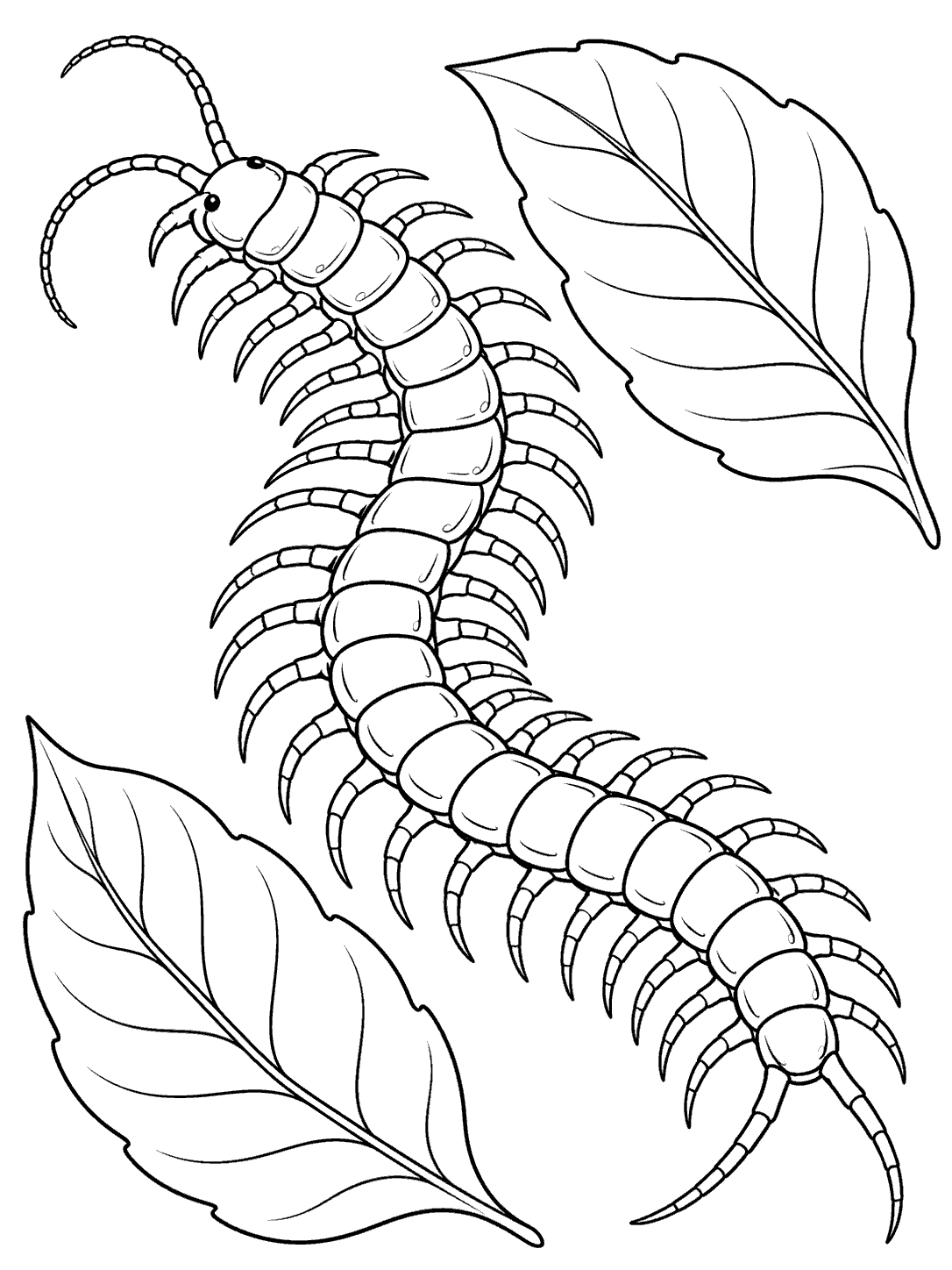 Long centipede stretched in a gentle curve between two large leaves in a coloring page