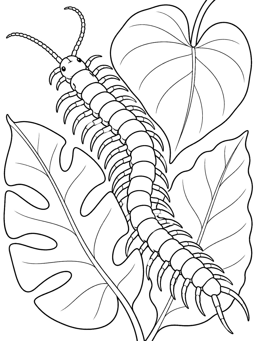 A clearly segmented centipede weaving between three broad leaves in a black and white coloring page.