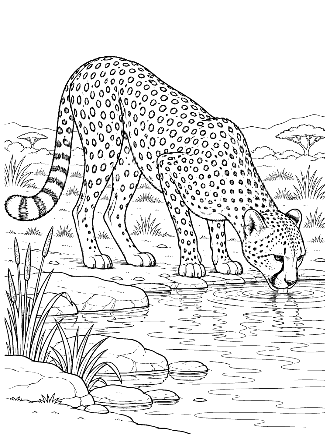 Black-and-white coloring page of a spotted cheetah drinking at a grassland watering hole, with reeds, stones, and distant trees.