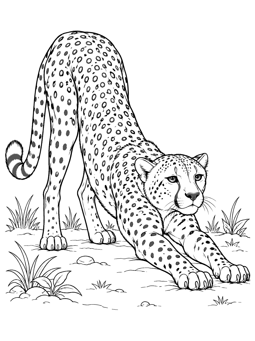 Black line art of a spotted cheetah stretching forward among small plants, with a white margin around the coloring page.