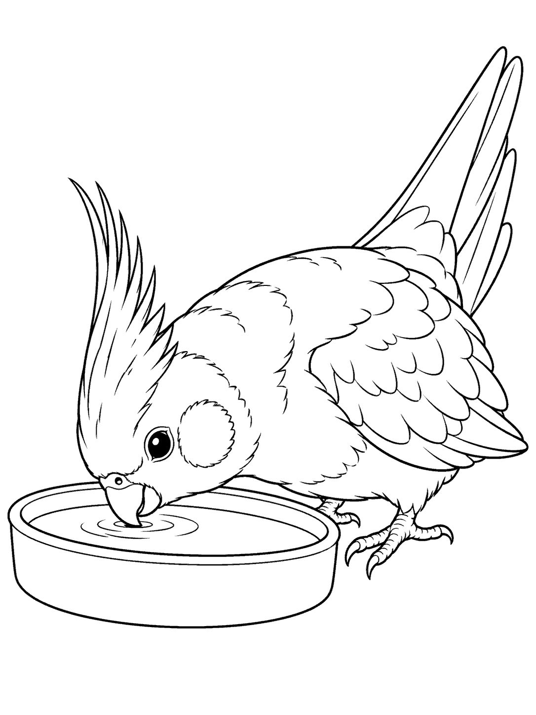 Cockatiel drinking from a shallow dish coloring page