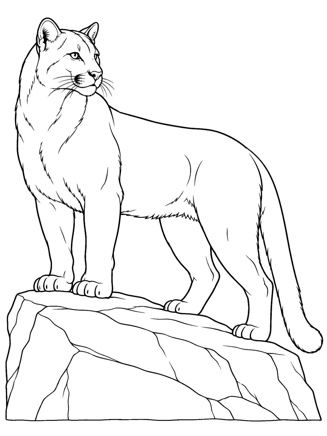 Printable black-outline coloring page of a cougar standing in profile on a rocky ledge with its tail hanging down.