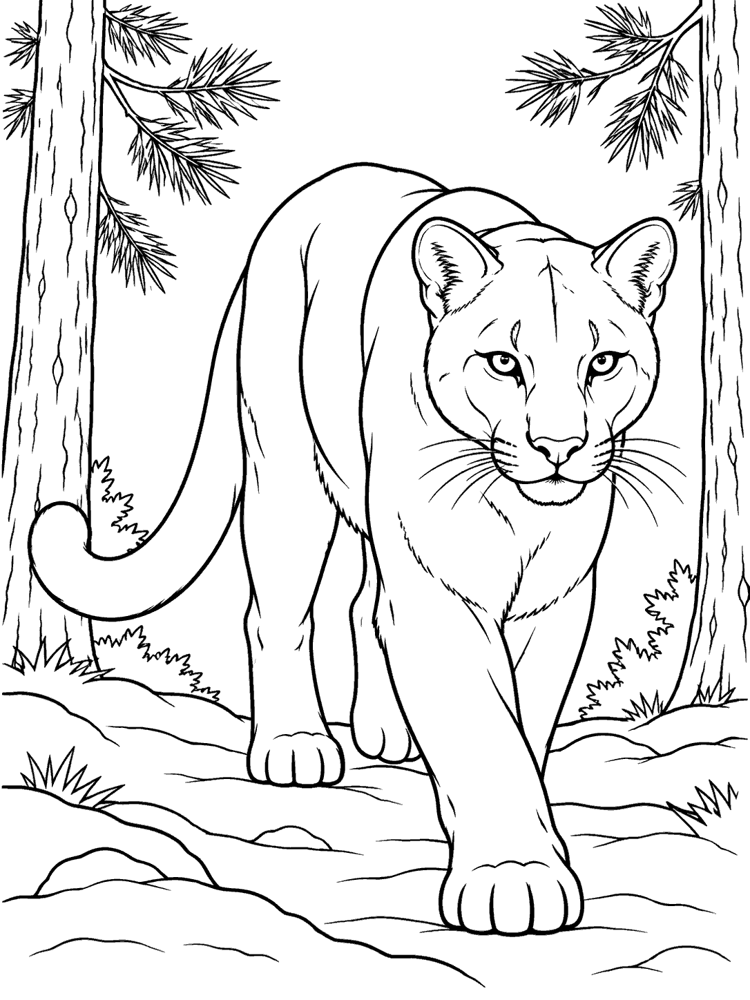 Black-outline coloring page showing a cougar walking toward the viewer between two pine trees, with a long curved tail and simple ground details.