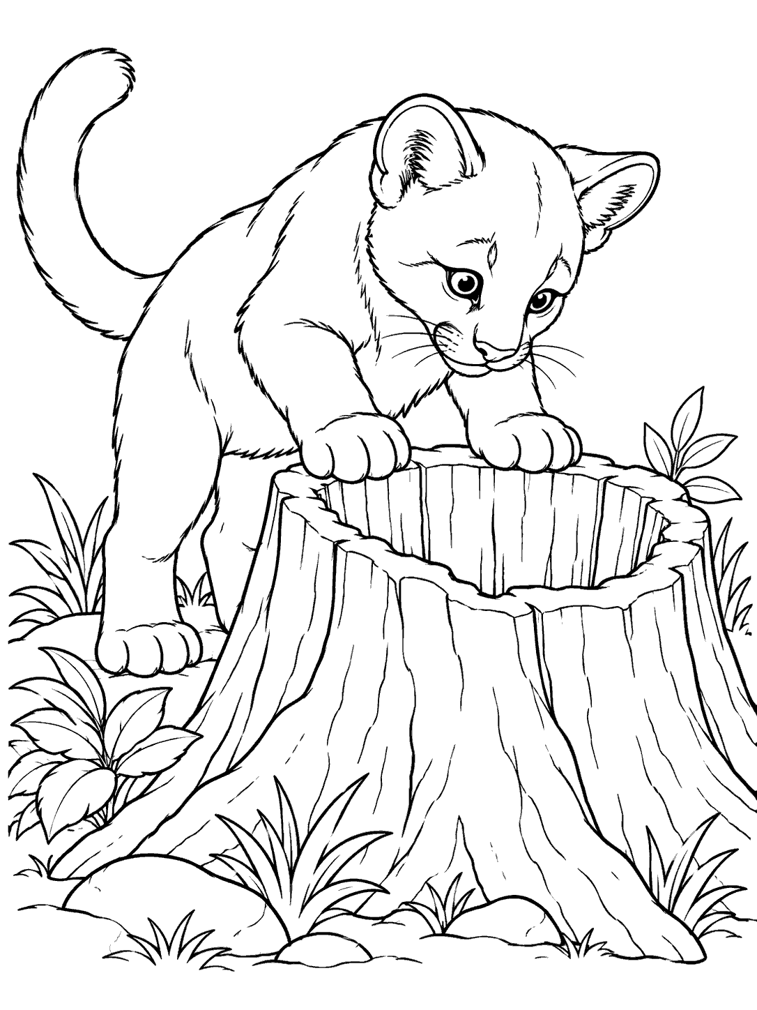 Black-and-white coloring page of a young cougar cub leaning over a hollow tree stump, with plants and rocks around it.