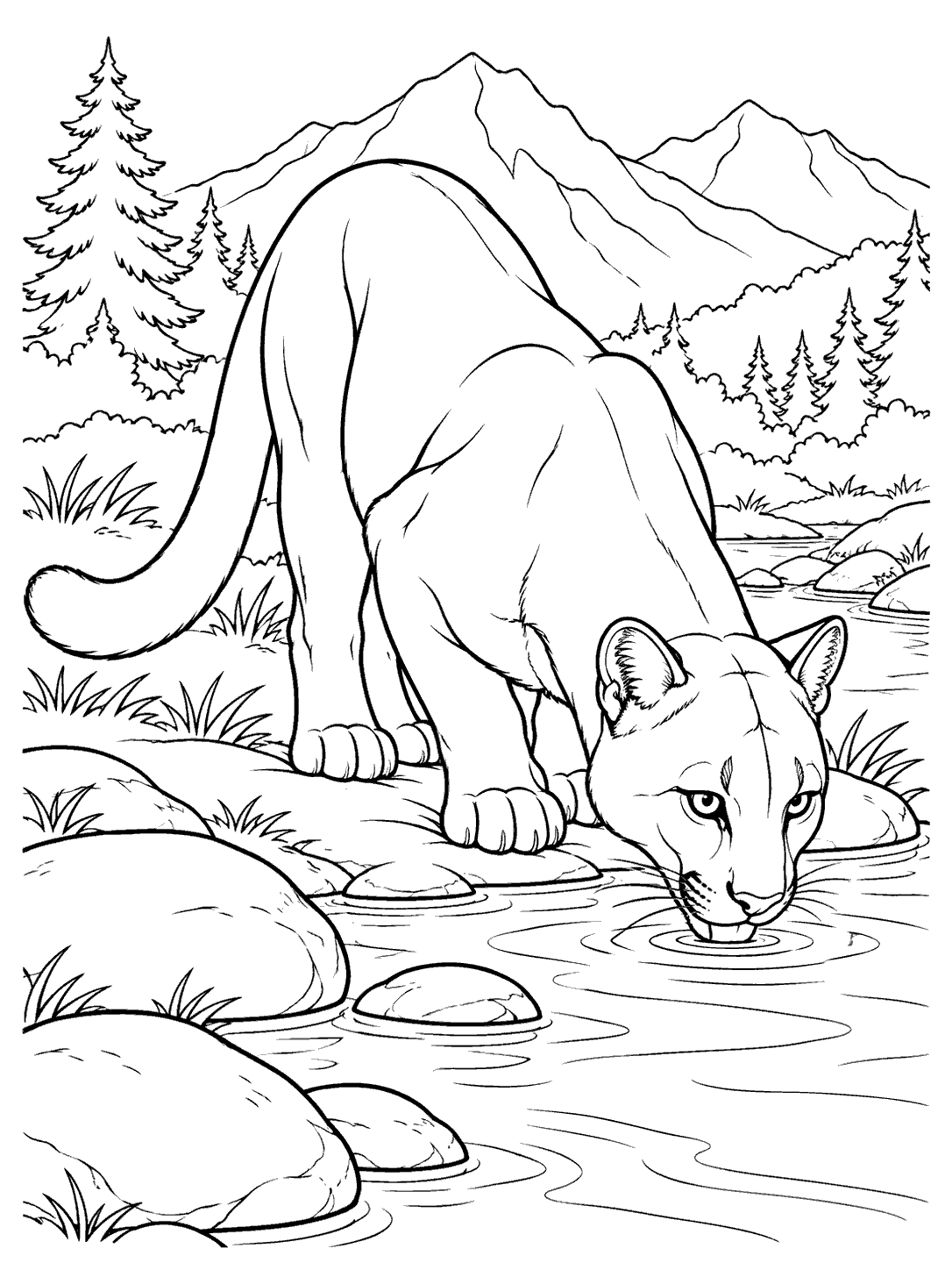 Line art of a cougar drinking from a mountain stream, with smooth stones, trees, and mountains.