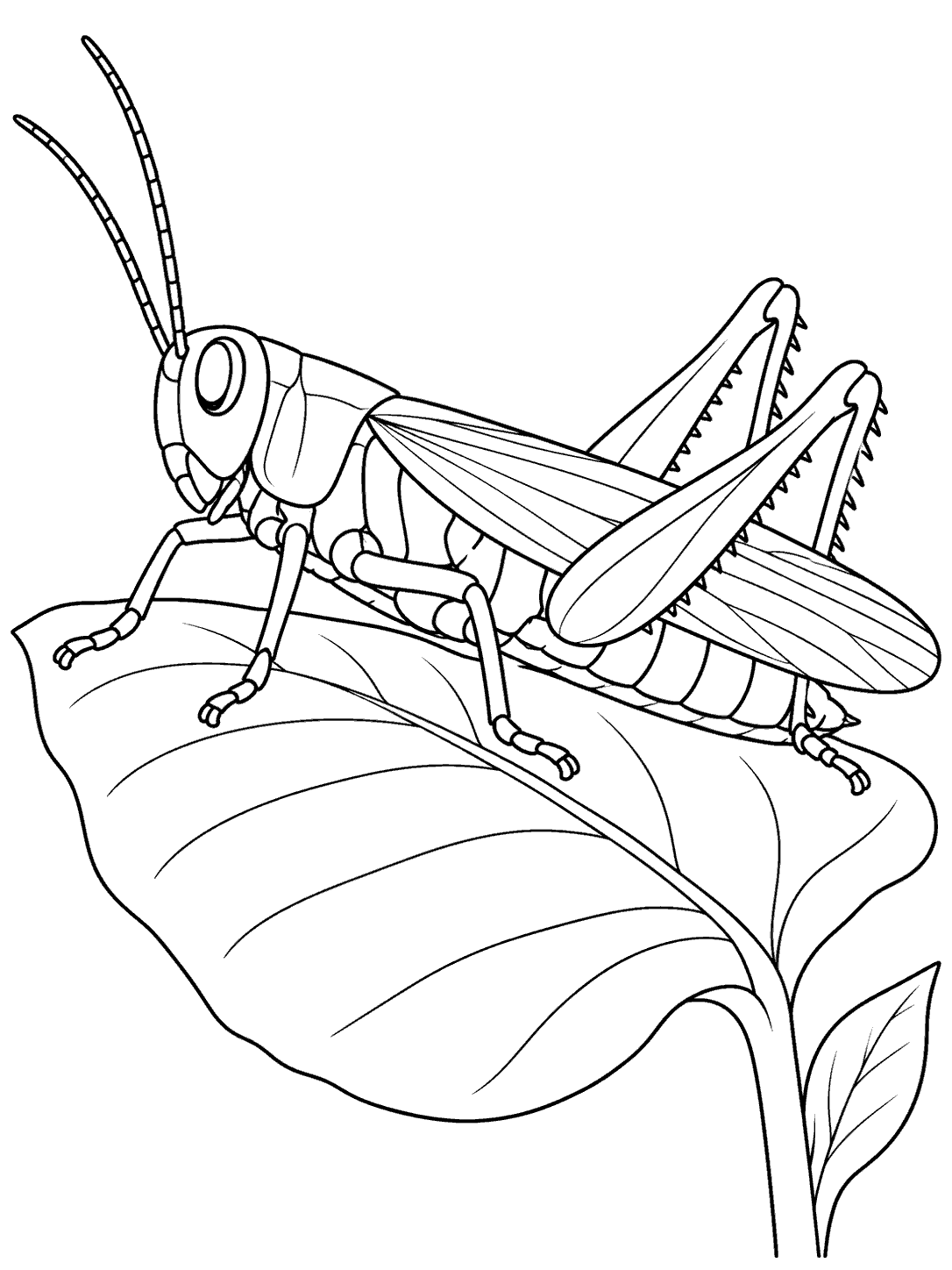 A side-view grasshopper with long antennae and folded wings perched on a broad leaf.