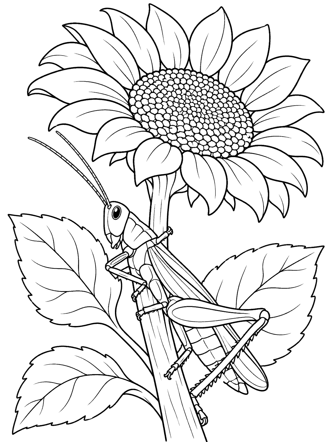 A long-legged grasshopper clings to a sunflower stem beneath a large bloom, with leaves around it.