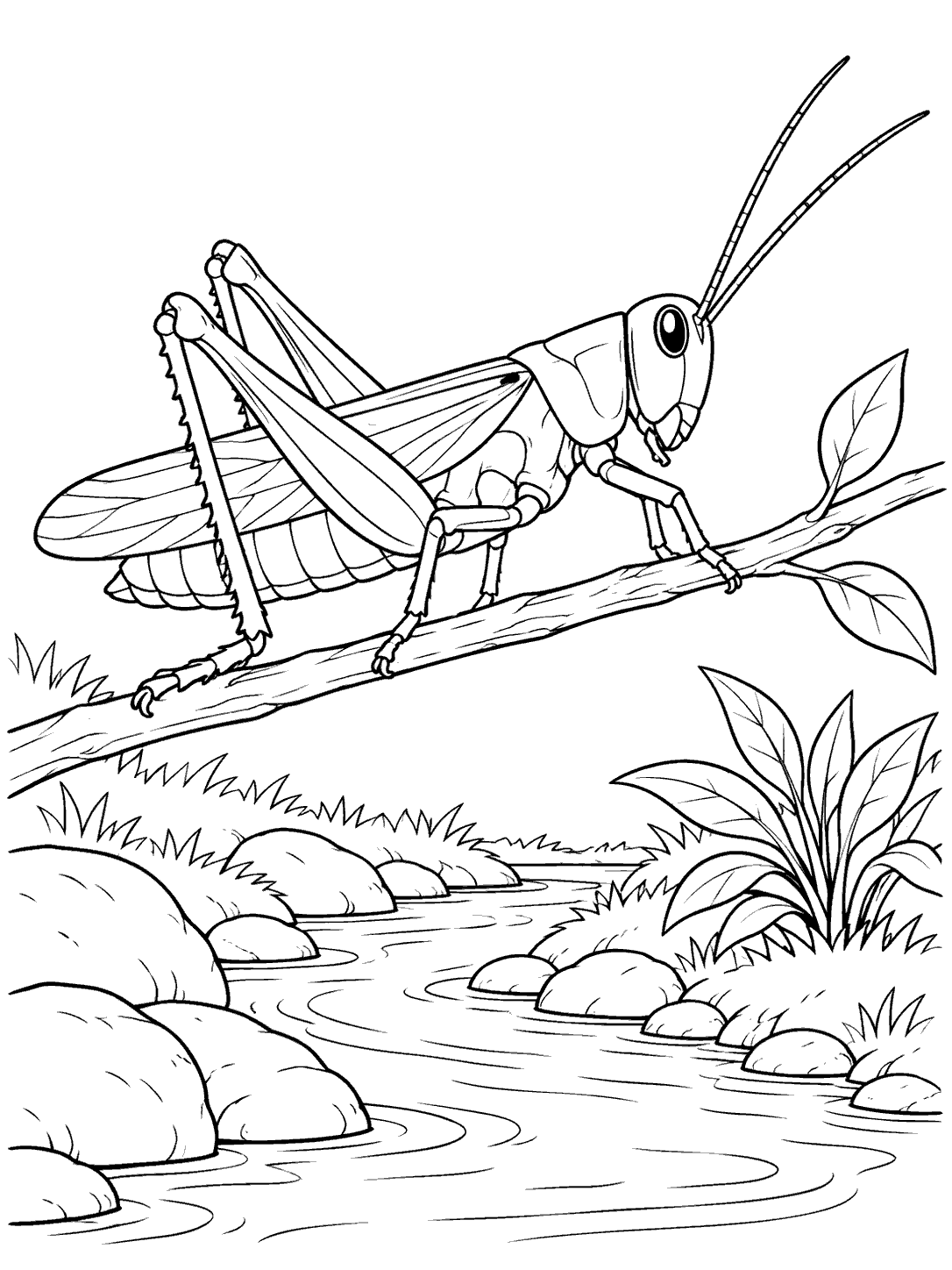 A large grasshopper with long antennae and folded wings balances on a twig above a winding stream, with rocks and a bank plant nearby.