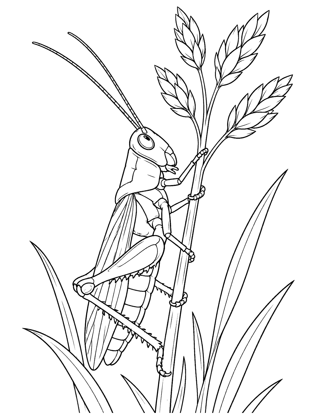 Black-outline grasshopper climbing a tall seed-head stalk among meadow grasses