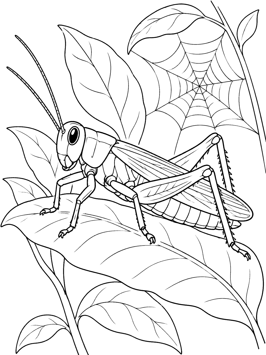 Black outline coloring page showing a grasshopper on a leaf with a spiderweb behind it and no spider.