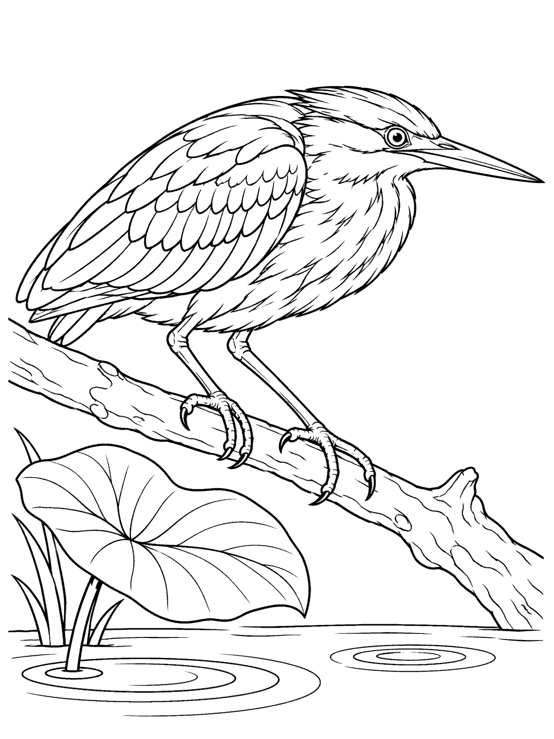 Black-outline coloring page of an alert green heron perched on a slanted branch above a pool, beside a broad leaf and water rings.