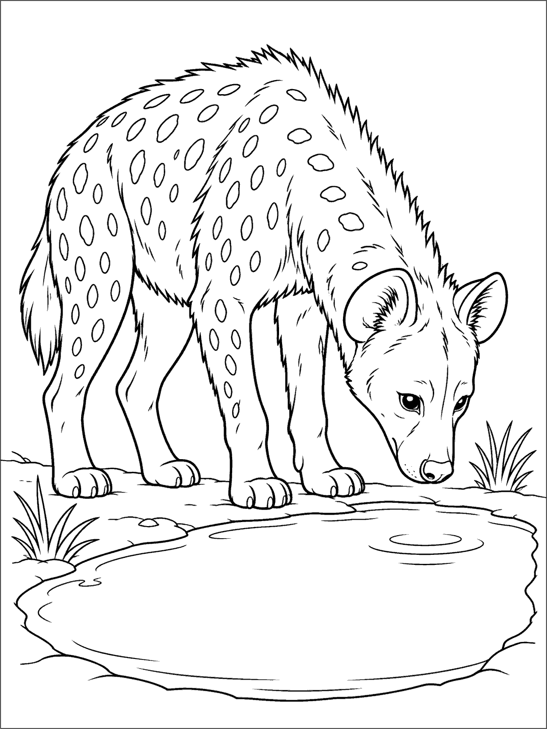 Black-and-white coloring page showing a spotted hyena lowering its head beside a large oval watering hole, with grass tufts and ripple lines.