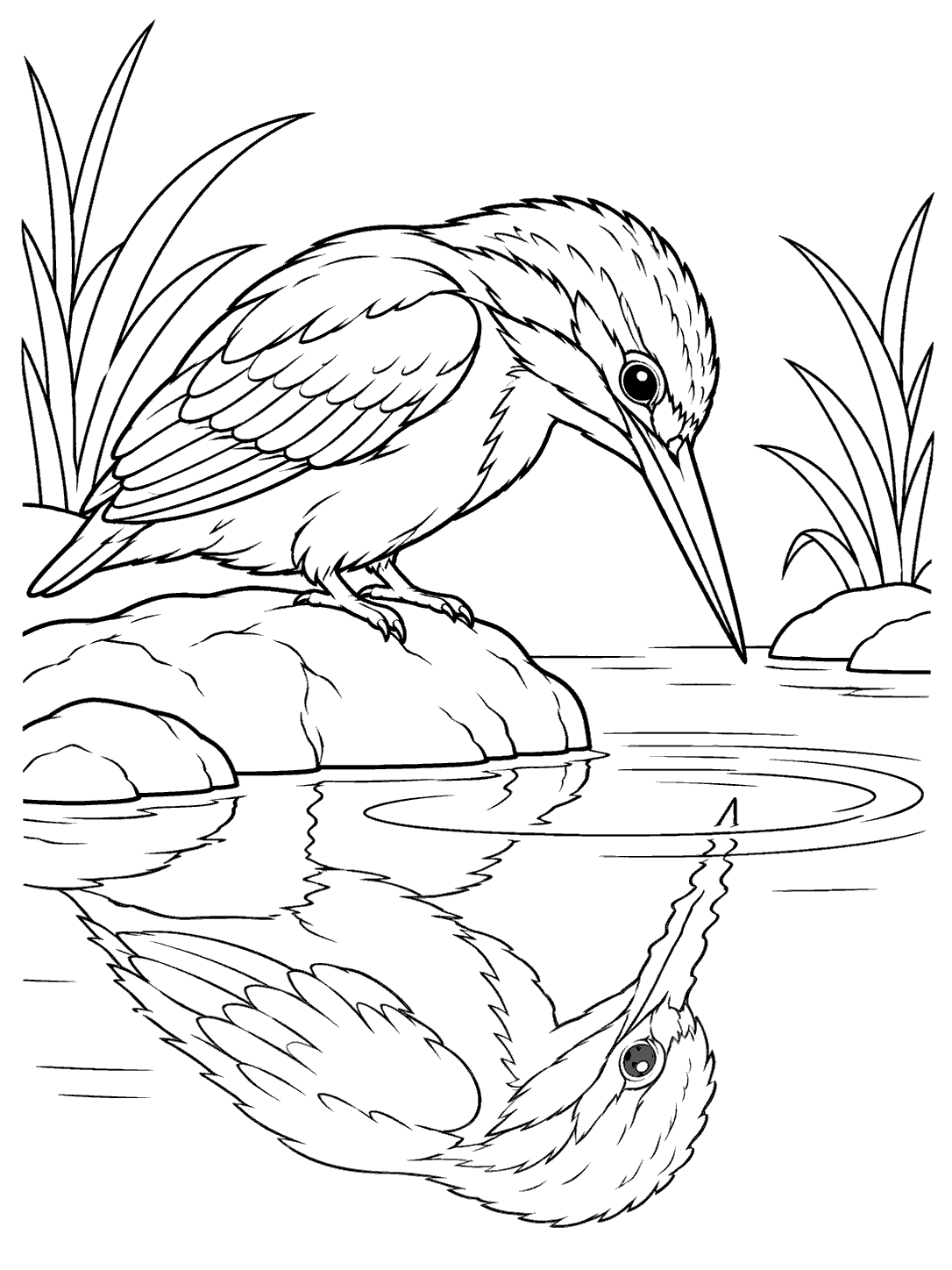 Kingfisher leaning from a rock toward its reflection in a printable coloring page, with reeds and ripples.