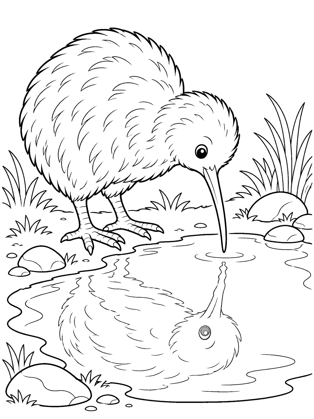 Kiwi bird looking at its reflection in a puddle on a printable coloring page