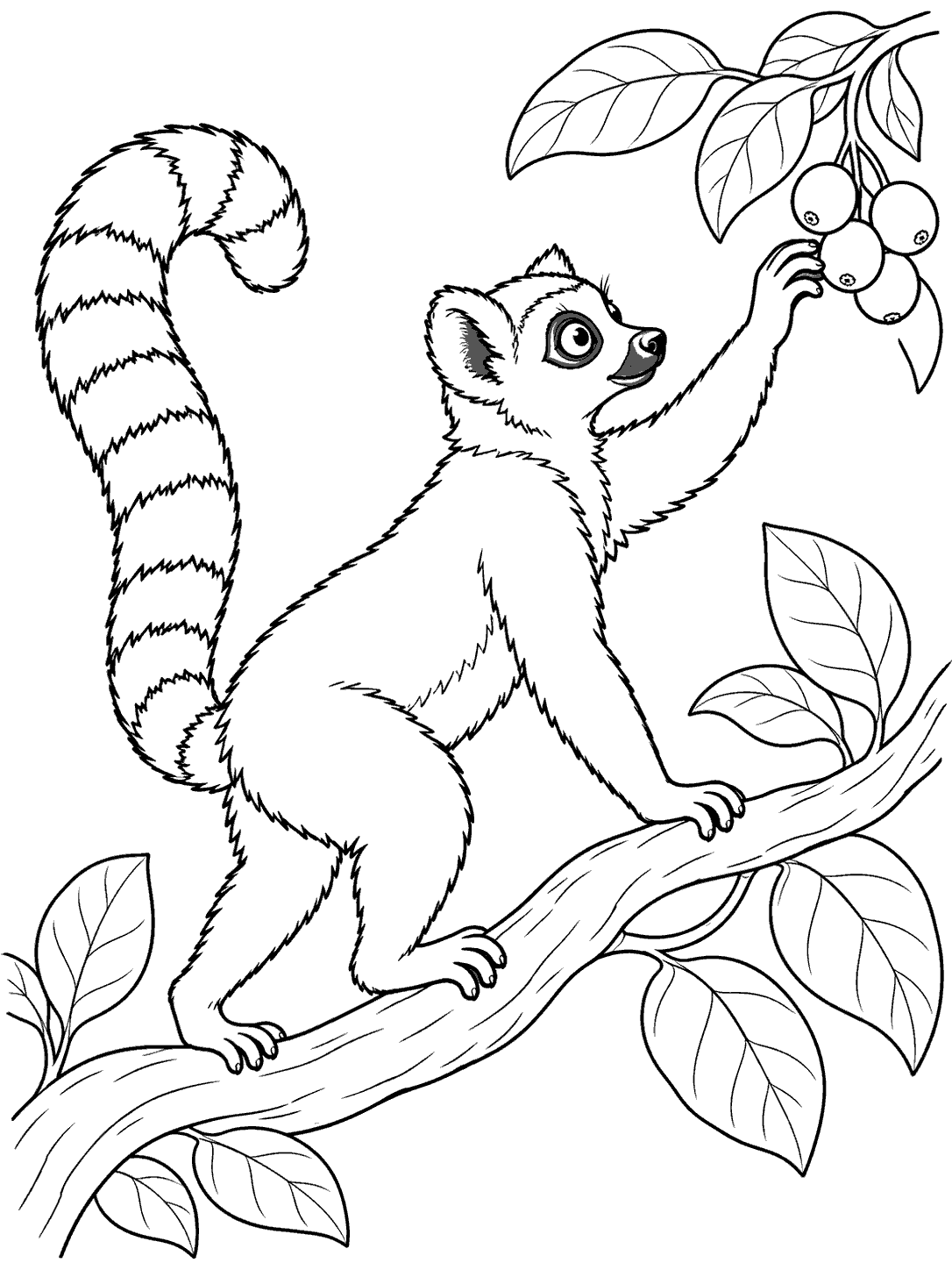 A ring-tailed lemur standing on a gently arching branch and reaching for round fruit among broad leaves.