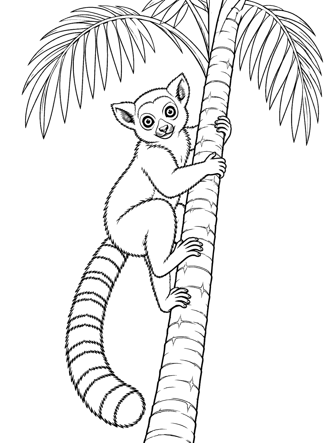 A ring-tailed lemur gripping a palm trunk with all four limbs, its long striped tail curving downward beneath wide palm fronds.