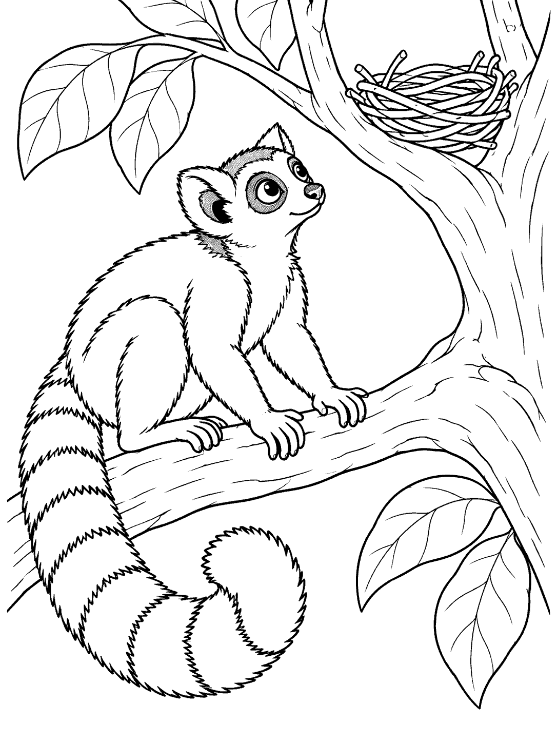 A ring-tailed lemur perched on a branch, looking toward an empty twig nest above, with large leaves around it.
