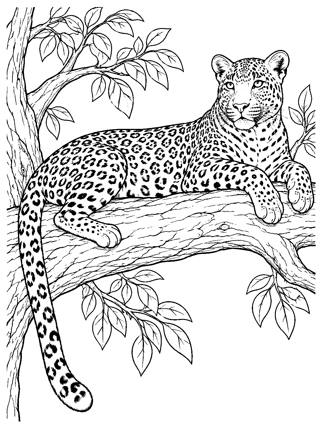 A spotted leopard with its head raised and tail hanging down as it rests on a tree branch.