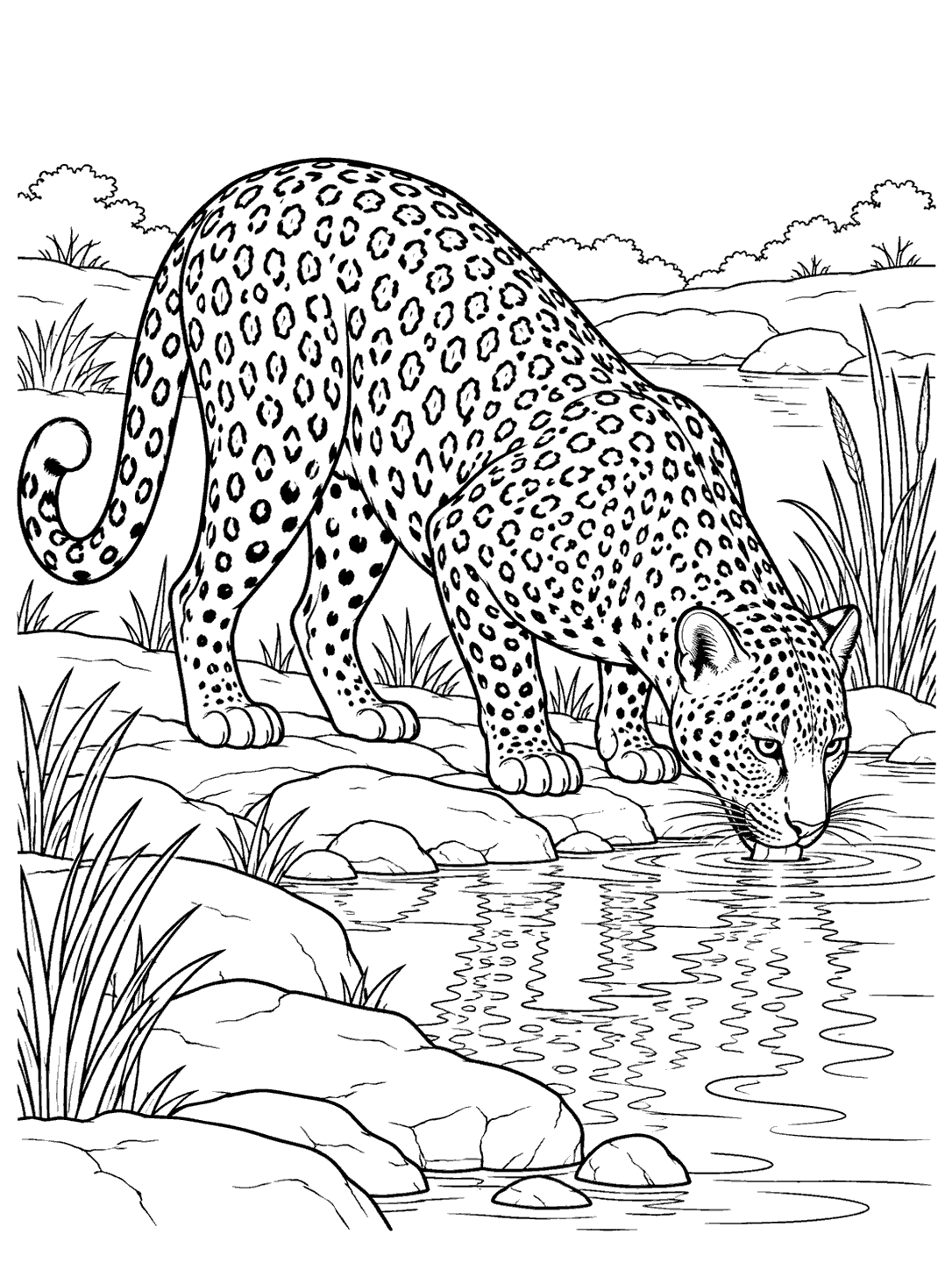 Side-view leopard lowering its head to drink at a rocky watering hole, with reeds and water reflections.