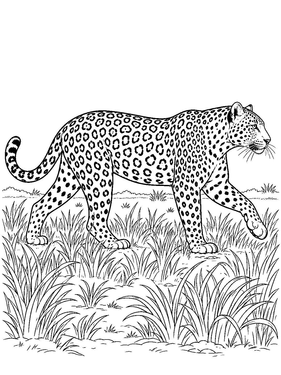 Side-profile leopard walking through grass with one front paw raised and its rosette-patterned coat visible.