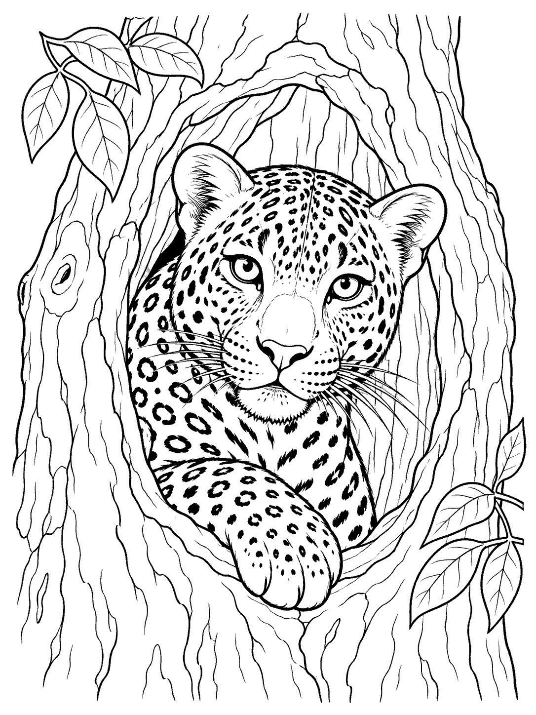 Spotted leopard peeking from a tree hollow with one forepaw on the rim and leaves nearby