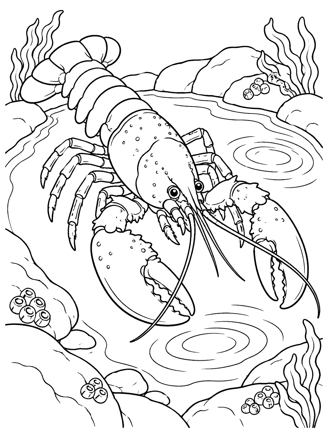 Lobster exploring a tide pool coloring page