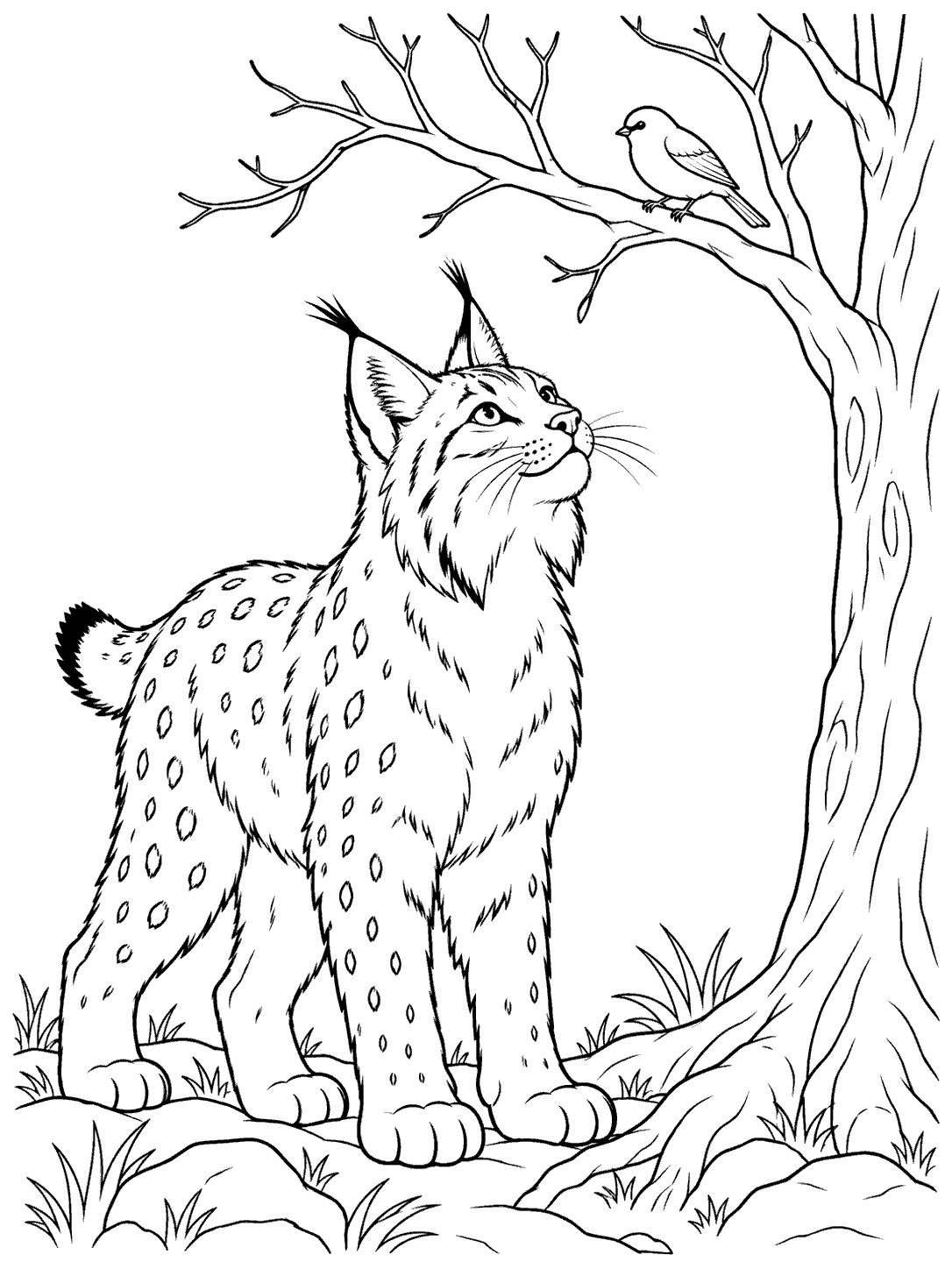 A spotted lynx standing beside a bare-branched tree and looking up at a bird on a branch.