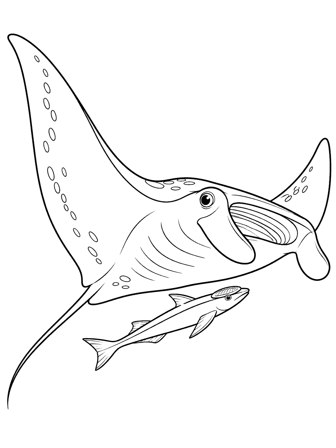 Black-and-white line art of a broad-winged manta ray above a separate remora fish, with ample white margins.
