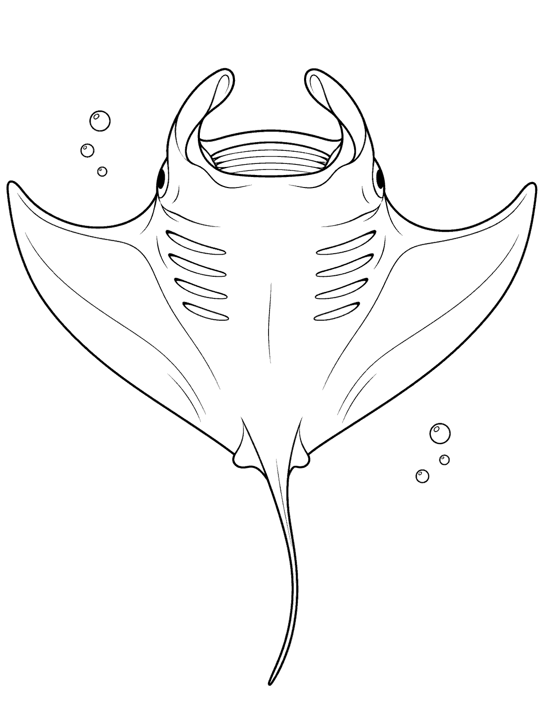 Manta ray coloring page showing its underside, wide fins, gill slits, and long tail.