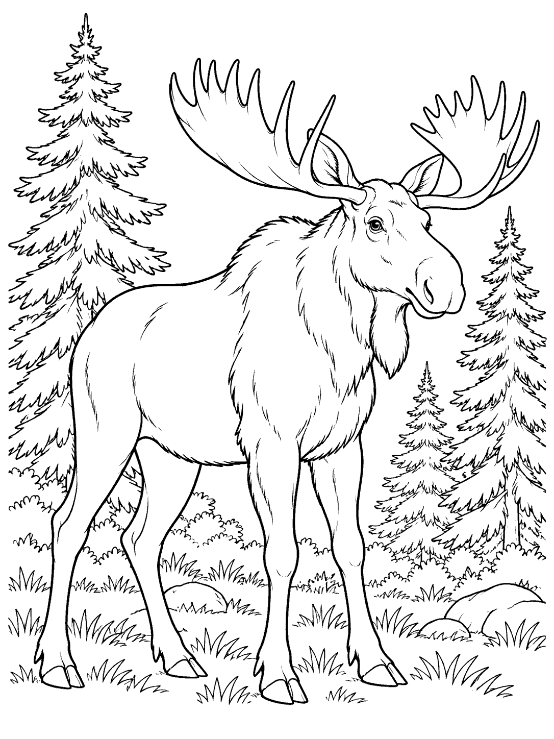 Adult moose with broad palmate antlers standing among pine trees, grass, and rocks