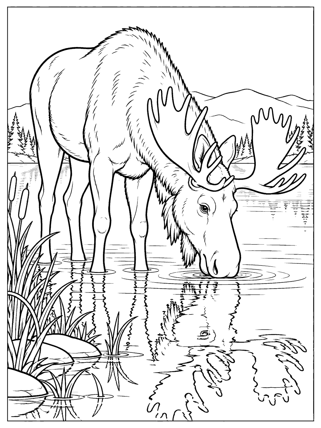 A large antlered moose drinks from a calm lake, with its reflection, shoreline reeds, and distant hills.
