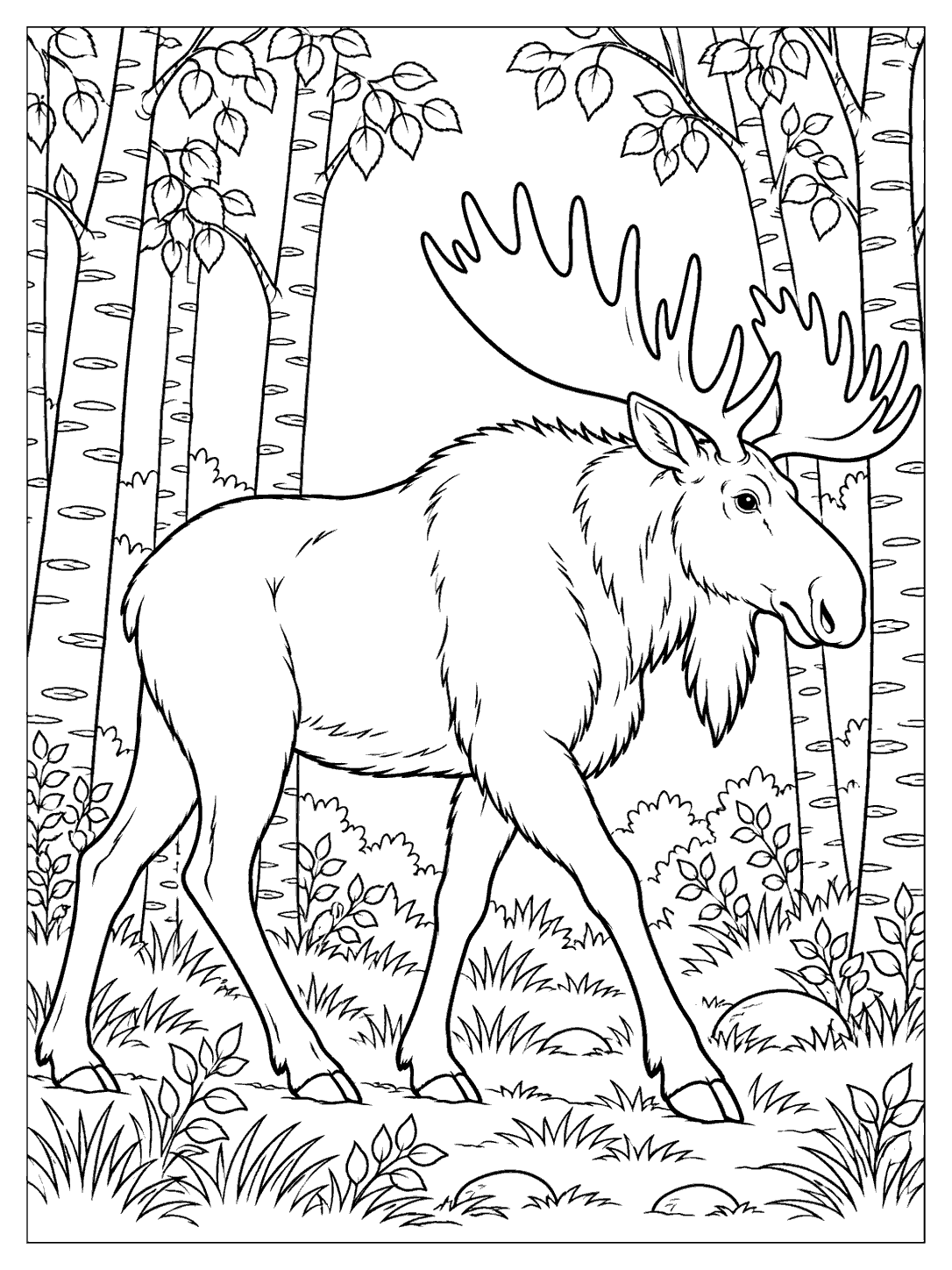 Moose walking through a grove of birch trees
