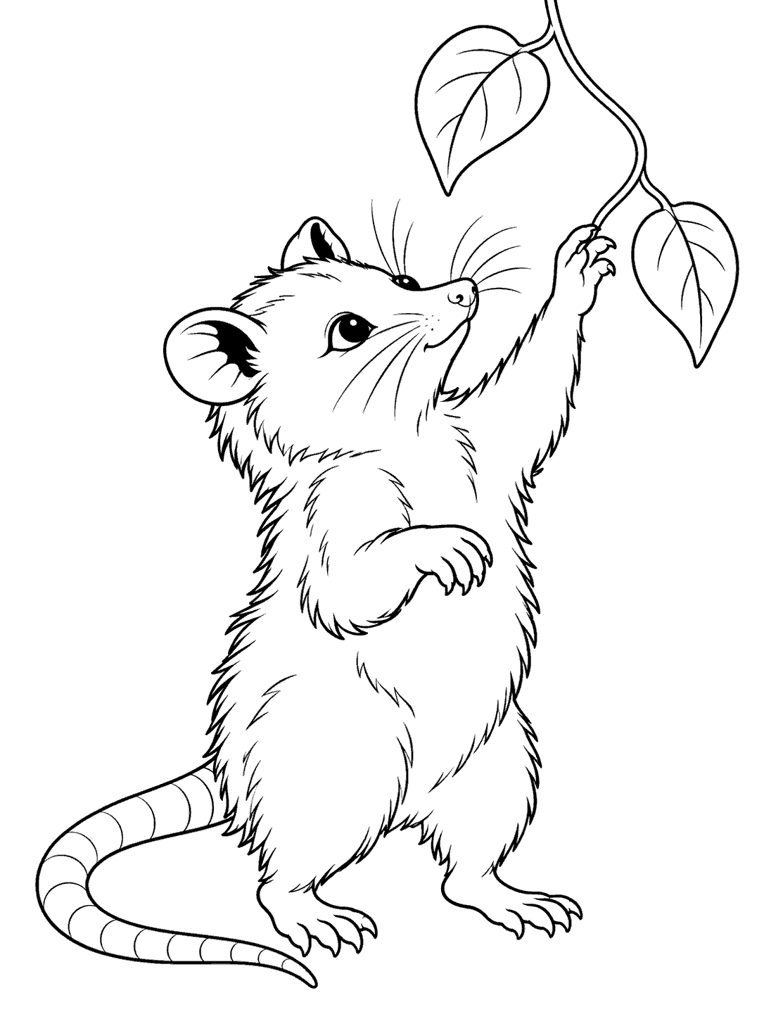Black and white coloring page of a young opossum standing on its hind legs and reaching for a vine, with its long tail curled on the ground.