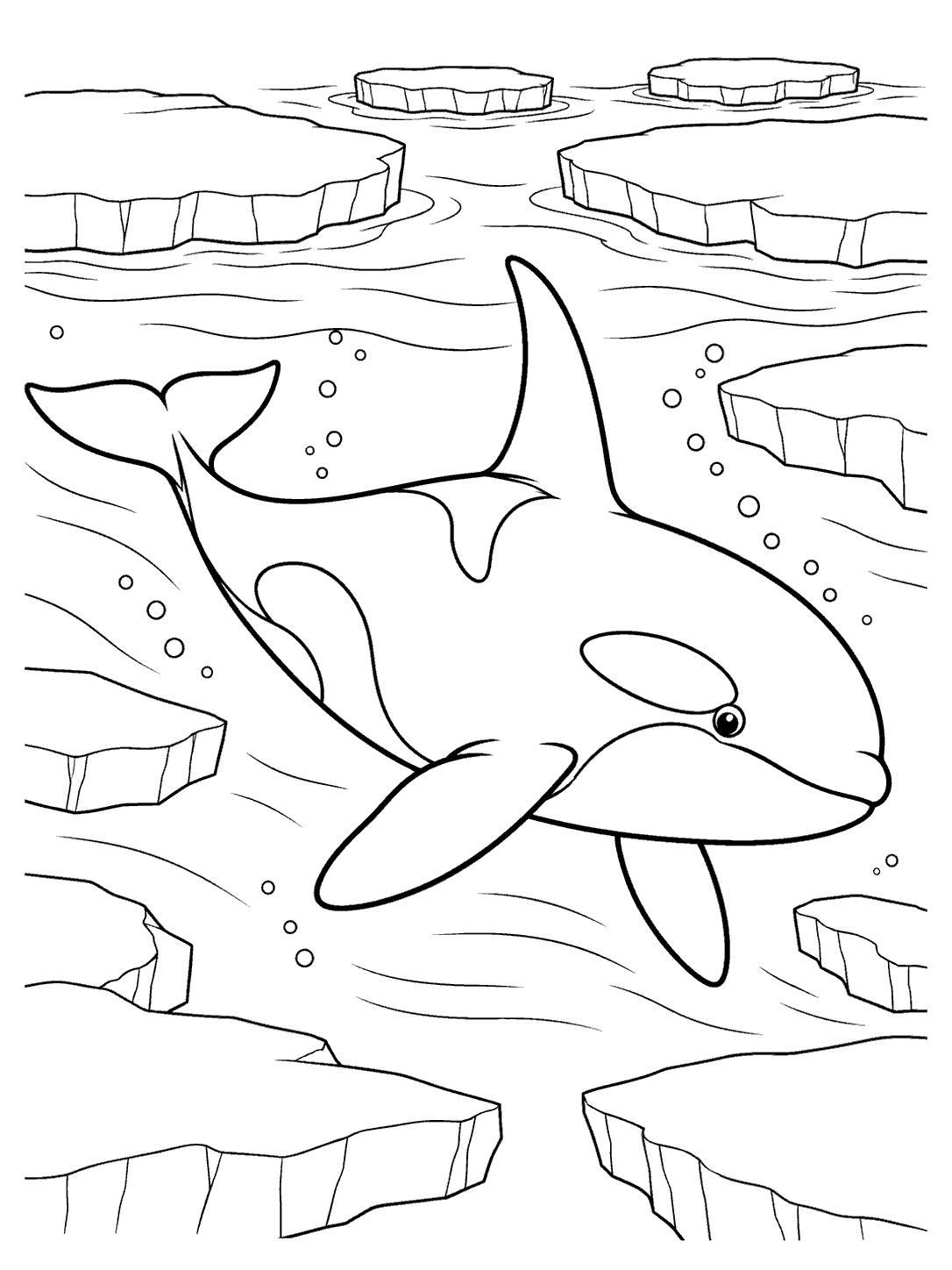 Orca swimming among angular Arctic ice floes